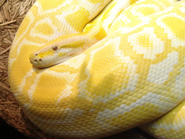 Trampas Comunes en Python: Objetos mutables